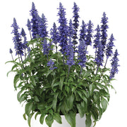 SALVIA SALLYFUN BLUE LAGOON BLUE & WHITE Sydney's Plant Market